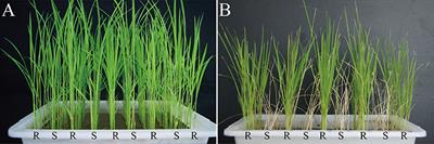 Comparative Proteomic Analysis of Susceptible and Resistant Rice Plants during Early Infestation by Small Brown Planthopper